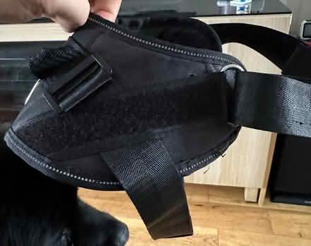 Photo of free Dog Harness (Goffs Oak EN7) #3