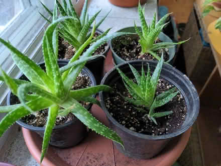Photo of free five succulents (Forest Hill) #2