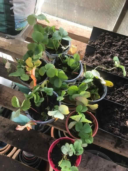 Photo of free Strawberries-take a chance! (Cambusbarron FK7) #1