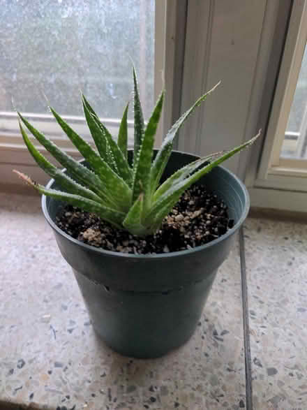 Photo of free five succulents (Forest Hill) #1