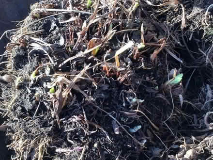 Photo of free Day lily garden plant. (Sedbergh LA10) #1