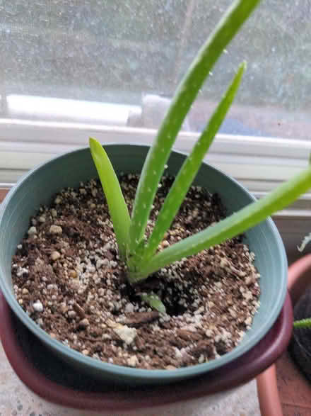 Photo of free little aloe vera (Forest Hill) #1