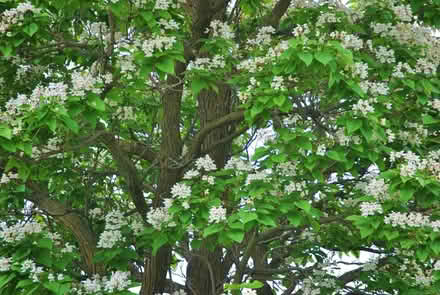Photo of free Trees to Ontario Residents (Seeds of Joy Community Garden) #1