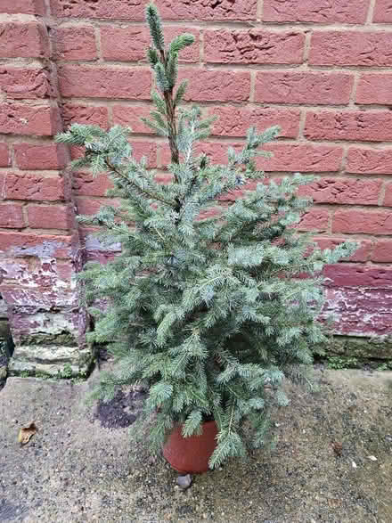 Photo of free Small real christmas tree (Stepney Green/Limehouse E1) #1