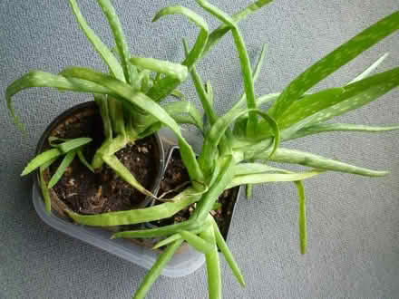 Photo of free Aloe Vera Plants (Wokingham RG40) #2