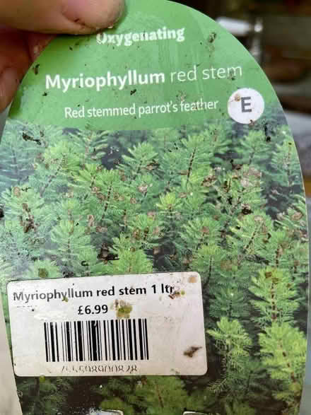 Photo of free Pond plant - parrot’s feather (Chorlton-cum-Hardy M21) #2