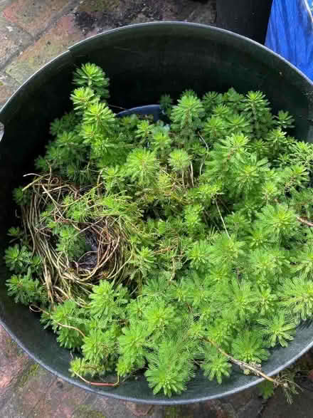 Photo of free Pond plant - parrot’s feather (Chorlton-cum-Hardy M21) #1