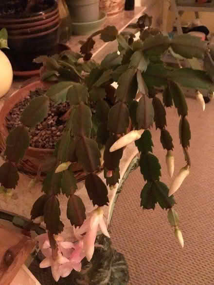 Photo of free Christmas cactus (SG1 Stevenage) #1