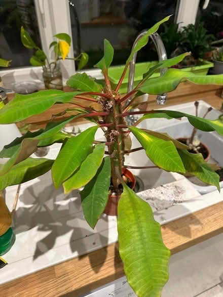 Photo of free House plant (North Tonbridge TN10) #1
