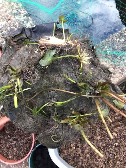 Photo of free Overgrown waterlily (Bilton HU11) #3