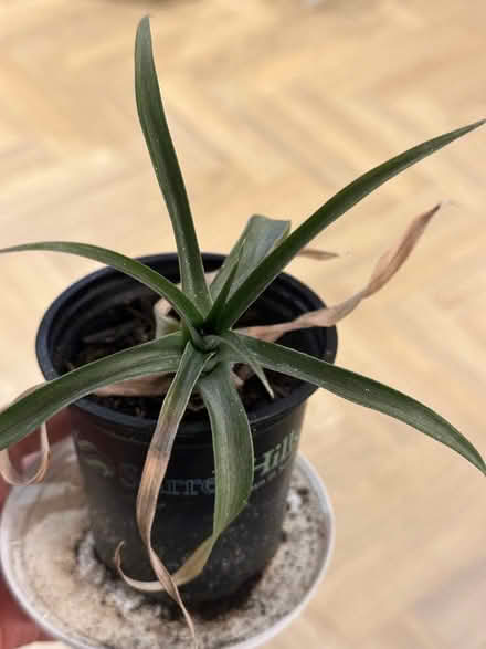 Photo of free House plant - pineapple plant (North Tonbridge TN10) #1