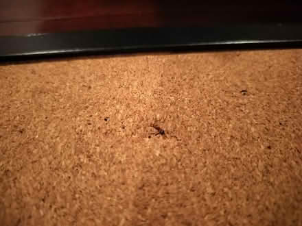 Photo of free Cork board (Worcester) #4