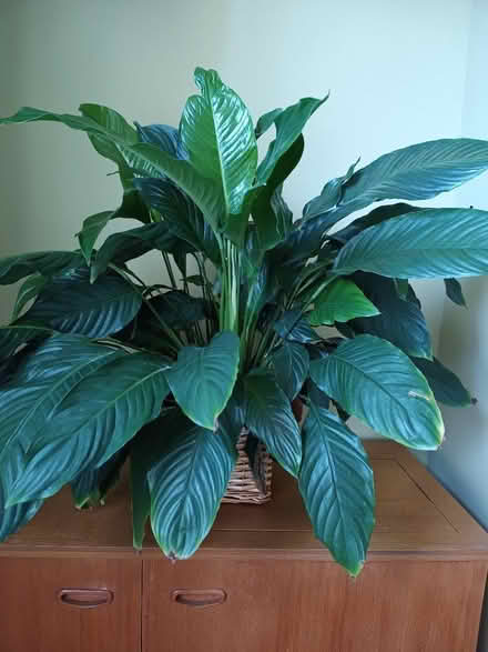 Photo of free Large peace lily in basket (Ledbury HR8) #1