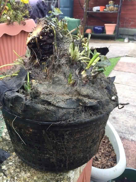 Photo of free Overgrown waterlily (Bilton HU11) #2