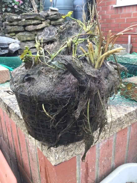 Photo of free Overgrown waterlily (Bilton HU11) #1