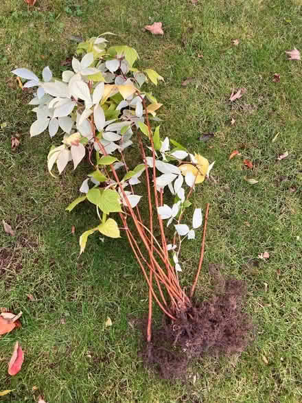 Photo of free Raspberry plants (Blewbury OX11) #1