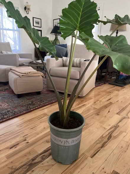 Photo of free Elephant Ear plant (Lafayette) #1