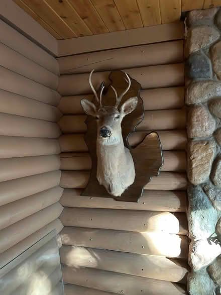 Photo of free Deer head (Clinton Twsp mi) #1
