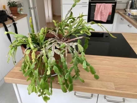 Photo of free Christmas Cactus (Bilton Road CV22) #1