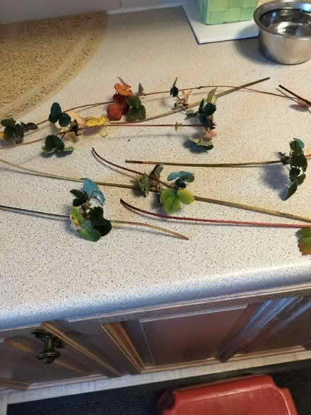 Photo of free Strawberry runners (Southcote RG1) #1