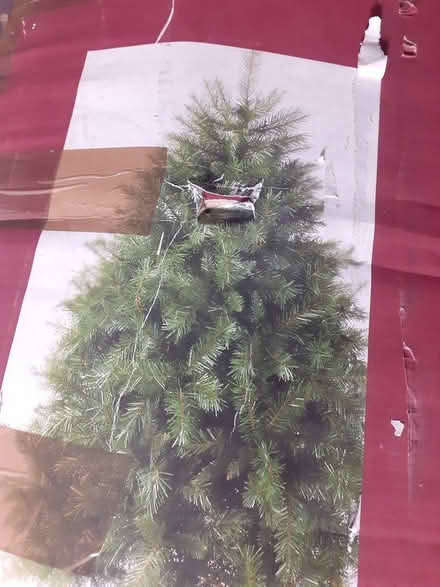 Photo of free Christmas tree (Salfords RH1) #1