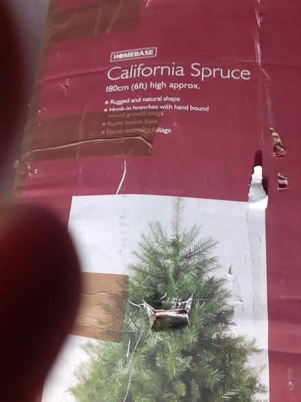 Photo of free Christmas tree (Salfords RH1) #2