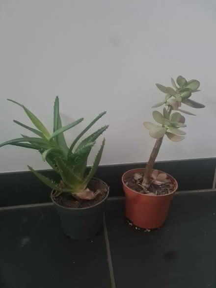 Photo of free 2 House Plants (CT17) #1