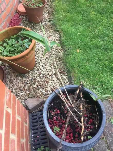Photo of free Bamboo plants (Earley RG6) #2