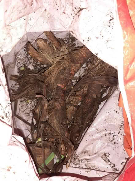 Photo of free Yellow iris bulbs/roots (Birds Marsh View, SN15) #1