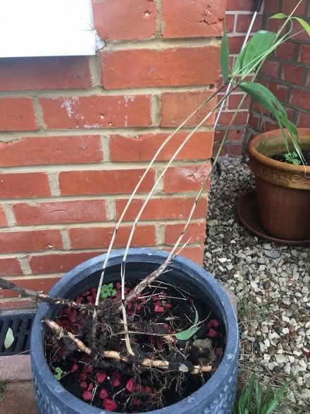 Photo of free Bamboo plants (Earley RG6) #1