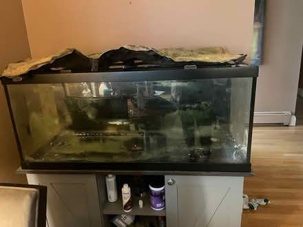 Photo of free 59 Gallon fish tank with stand (North Cambridge) #1
