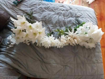 Photo of free Off white pale yellow flowers (Jamaica new york) #1
