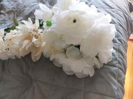 Photo of free Off white pale yellow flowers (Jamaica new york) #4