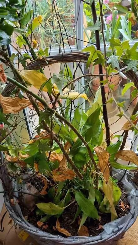 Photo of free Indoor plants (South Tonbridge TN9) #1