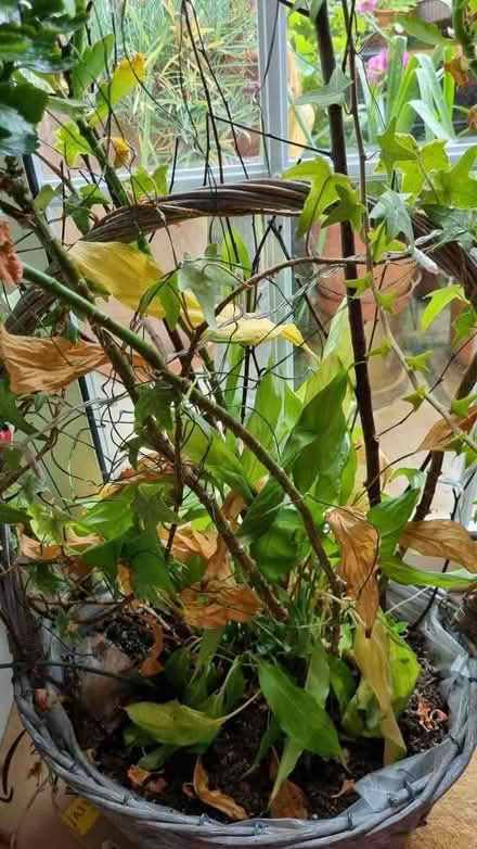 Photo of free Indoor plants (South Tonbridge TN9) #1