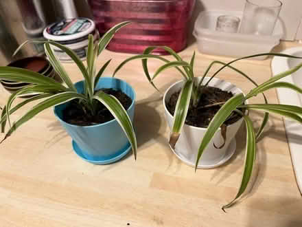 Photo of free Two small spider plants (Hertford Heath SG13) #1