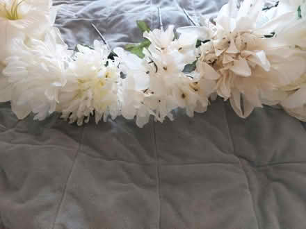 Photo of free Off white pale yellow flowers (Jamaica new york) #3
