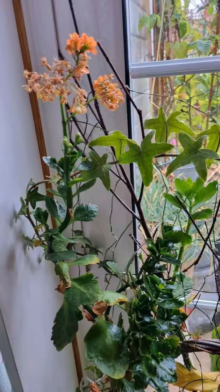 Photo of free Indoor plants (South Tonbridge TN9) #2