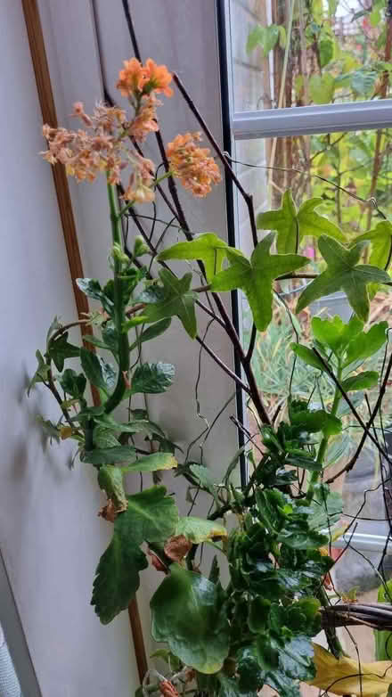 Photo of free Indoor plants (South Tonbridge TN9) #2