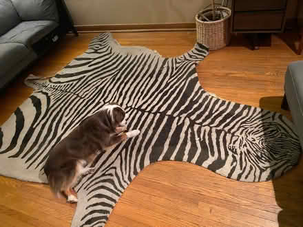 Photo of free Faux zebra print rug (Etobicoke South (Mimico)) #1