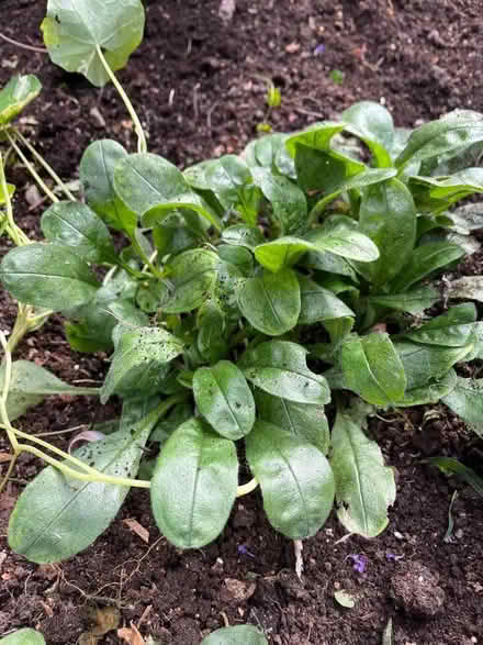Photo of free Forget-me-nots (Eastbourne BN21) #1