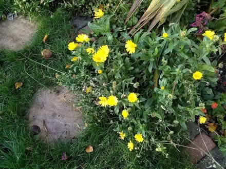 Photo of free Marigolds (Stratford E15 4) #1