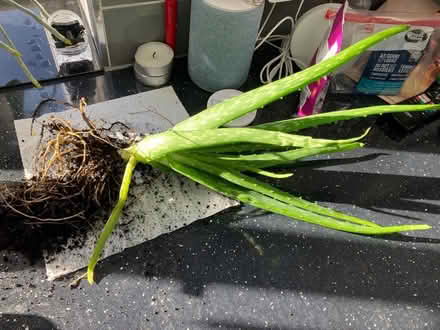 Photo of free Aloe Vera Plant (Langley, Slough, SL3) #1