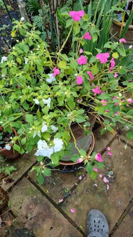 Photo of free Busy lizzy (South Tonbridge TN9) #1