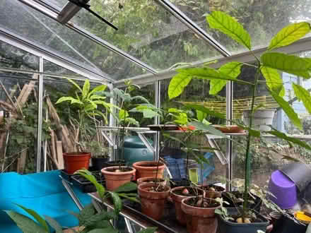 Photo of free Avocado plants (Eastbourne BN21) #3