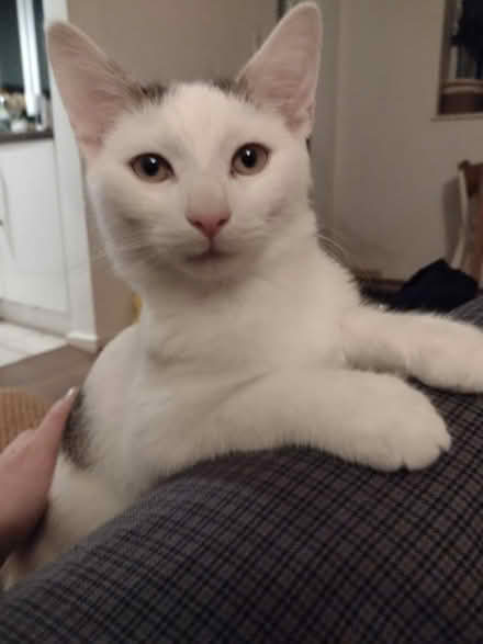 Photo of Cat things (Wolverham CH65) #1
