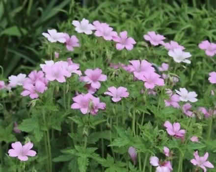 Photo of free Pink cranesbill - hardy geranium (North Woodchester GL5) #1