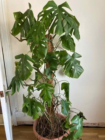 Photo of free 5ft Monstera (bit neglected) (BN43) #1