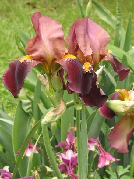 Photo of free Iris Rhizomes - While They Last (Myrtletown/Eureka) #1