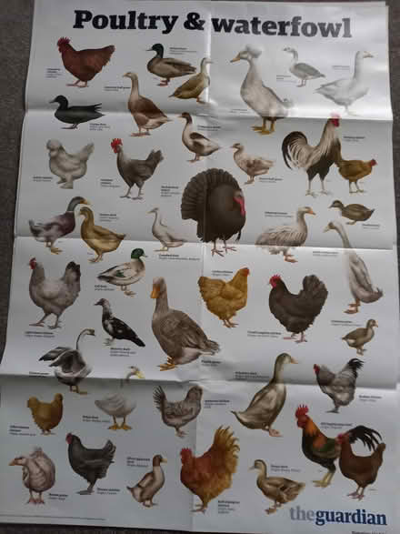 Photo of free Posters (NR28) #4